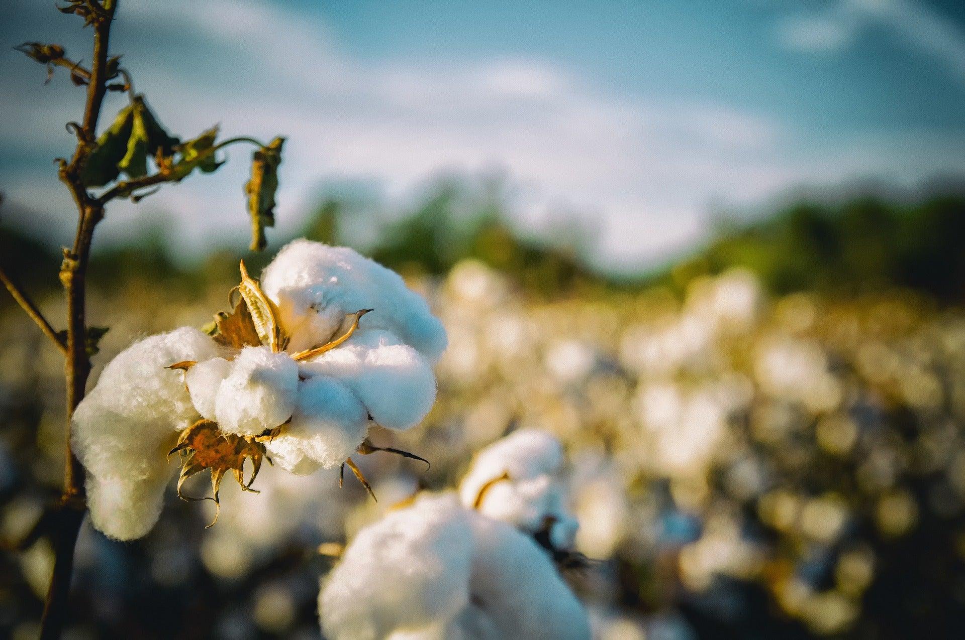 coton biologique Le Snatch Français